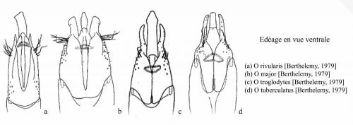 Oulimnius divers